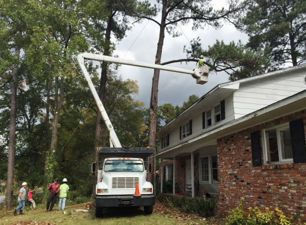 Best Leaf Removal  in Lake Success, NY