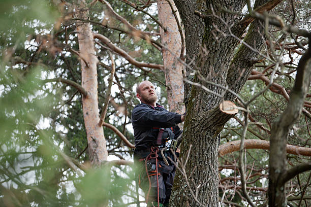 Best Tree Health Inspection  in Lake Success, NY